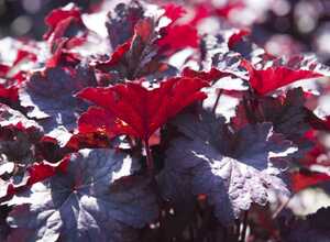 Heuchera micrantha palace purple