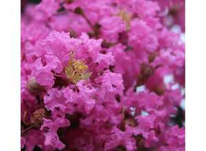 Lilas des Indes Monbazillac® Lilas des Indes Monbazillac®