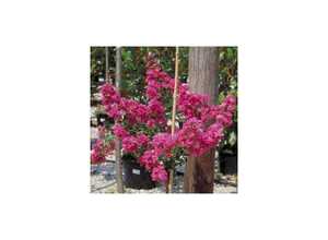 Lilas des Indes Petit Canaille® rose