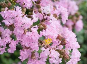 Lilas des Indes Soir d'Eté®