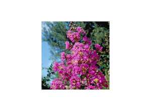 Lilas des Indes Pecharmant®