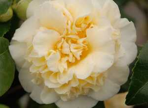 Camélia 'Jury's Yellow'