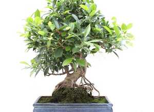 Bonsaï Ficus retusa (16 ans)