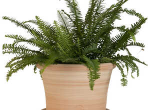 Pot rond Cocio Lisio en terre cuite claire – D24x H19