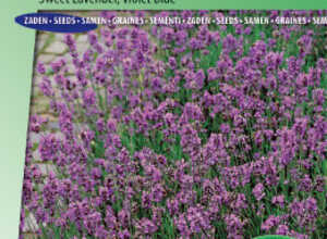 Lavande Vraie, violet bleu