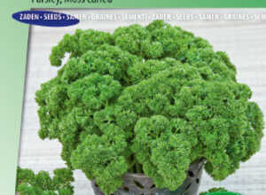 Persil nain frisÃ©e mousse Xenon