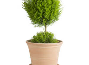Pot Cocio Terraza en terre cuite claire D53x H40