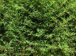 Bambou moyen : Phyllostachys aurea 'Koï'