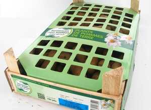 Pommes de terre Gwenne calibre 25/35, 100 plants