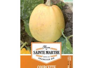 Courgette Melonnette Jaspée de Vendée