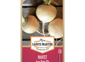 Navet Jaune Boule d’Or