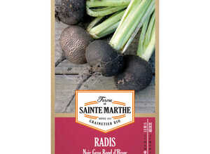 Radis-rave Noir Gros Rond d’Hiver