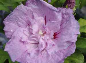 Hibiscus syriacus 'Lavender chiffon'