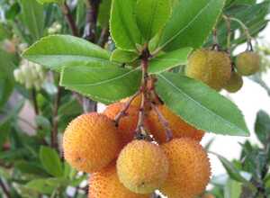 Arbousier commun ou Arbre aux fraises