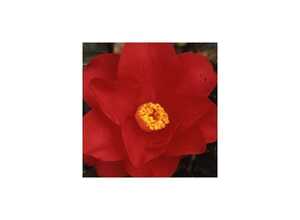 Camélia 'Wild Fire'