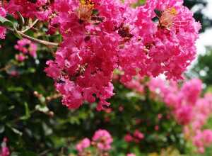 Lilas des Indes Bergerac® Lilas des Indes Bergerac®