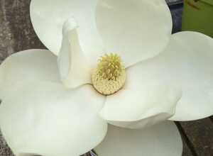 Magnolia d'été 'François Treyve'