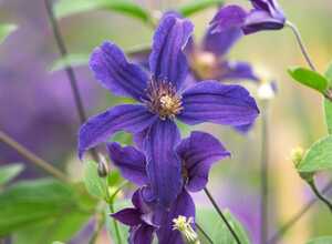 Clématite 'Saphyra®' indigo 'Cleminov51'