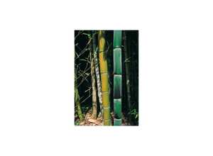 Bambou géant : Phyllostachys viridiglaucescens