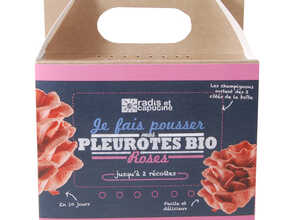 Kit de culture pour champignons pleurotes roses bio 25x20x15 cm