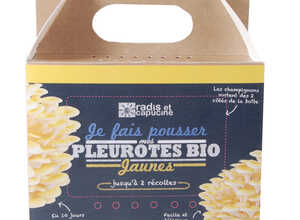 Kit de culture pour champignons pleurotes jaunes bio 25x20x15 cm