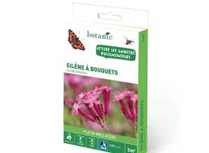 Silene à bouquets Silene à bouquets