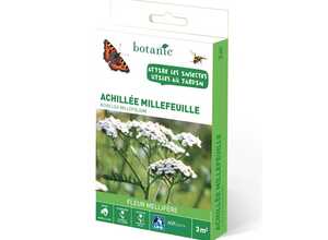 Achillée millefeuille Achillée millefeuille