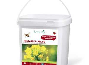Moutarde blanche 250 m²
