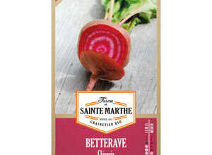 Betterave potagère Chioggia