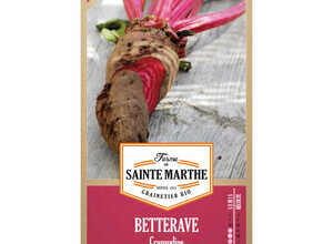 Betterave potagère Crapaudine