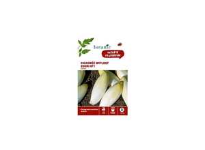 Chicorée Witloof Zoom HF1endive Chicorée Witloof Zoom HF1endive