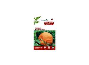 Potiron Atlantic Giant Caillard x2 sachets Potiron Atlantic Giant Caillard x2 sachets