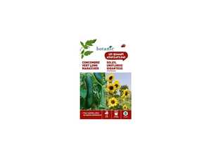 Concombre long maraicher + tournesol (soleil uniflorus gigan) Duo compagne Concombre long maraicher + tournesol (soleil uniflorus gigan) Duo compagne