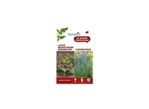 Laitue batavia rouge grenobloise + lavande vraie Duo compagne Laitue batavia rouge grenobloise + lavande vraie Duo compagne