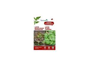 Laitue batavia rouge grenobloise + laitue du bon jardinie Duo potagere Laitue batavia rouge grenobloise + laitue du bon jardinie Duo potagere
