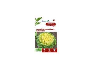 Chicorée Scarole Géante Maraîchère AB BIO Chicorée Scarole Géante Maraîchère AB BIO