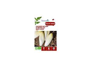 Chicorée Witloof Di Bruxelles Race Alban endive AB Bio Chicorée Witloof Di Bruxelles Race Alban endive AB Bio