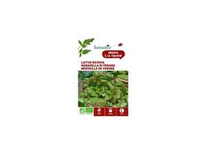 Laitue Batavia Merveille de Vérone AB BIO Laitue Batavia Merveille de Vérone AB BIO