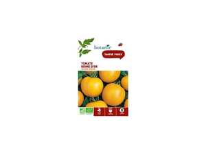 Tomate Reine d’Orgoldene Königin AB BIO Tomate Reine d’Orgoldene Königin AB BIO
