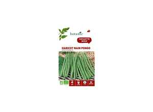 Haricot nain pongo extra-fin sans fil bio 80 Graines