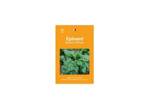 Epinard geant hiver Epinard geant hiver