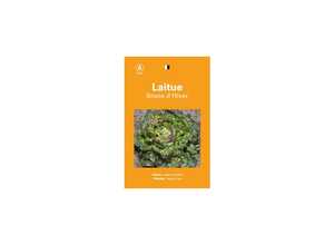 Laitue brune hiver Laitue brune hiver