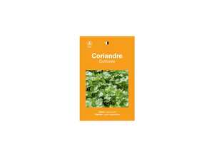 Coriandre cultivee Coriandre cultivee