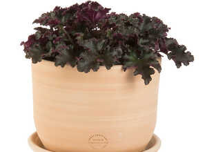 Pot Macetero terre cuite claire D20XH16 Pot Macetero terre cuite claire D20XH16