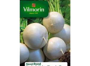 Navet rond boule de neige