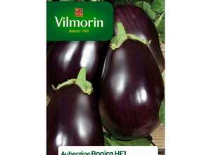 Aubergine Bonica HF1