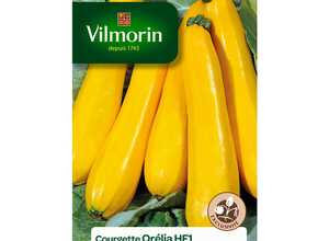 Courgette Orelia HF1