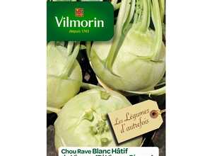 Chou rave blanc hatif de Vienne