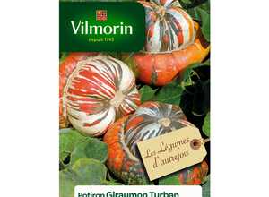 Potiron Giraumon Turban