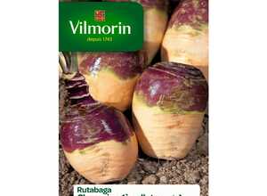 Rutabaga jaune a collet rouge